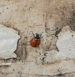 bug