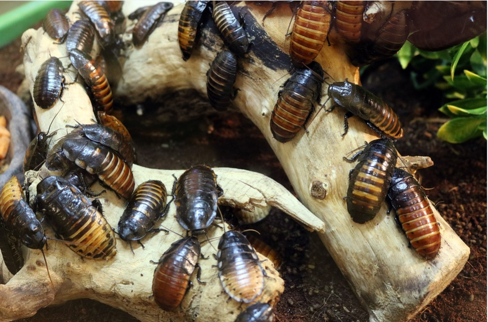 roaches in the yard