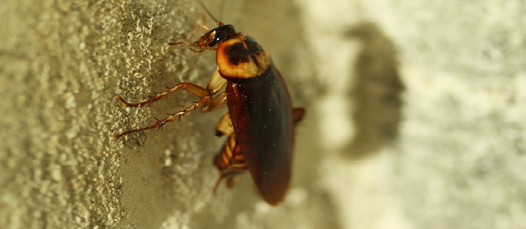 cockroach