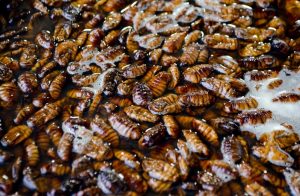 infestation