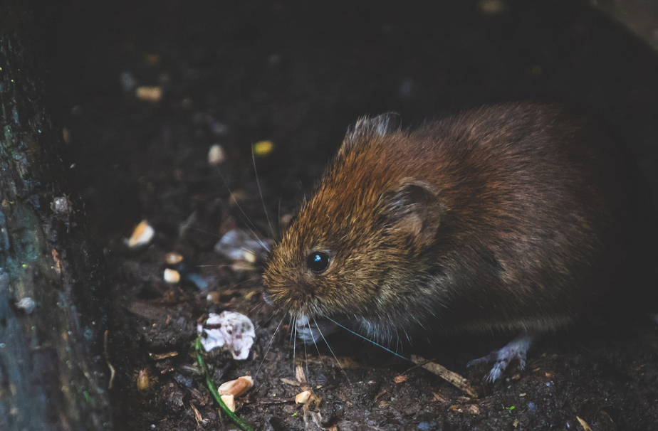 rat eating